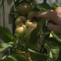 La sécheresse éclair menace l’agriculture dans le Lot-et-Garonne
