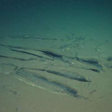 Découverte de fossiles de baleines en Australie