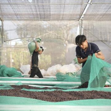 Déforestation et Production de Café au Vietnam