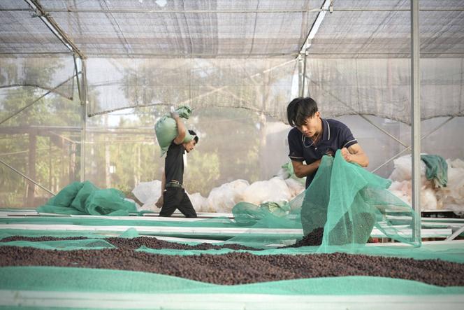 6230790d-1b40-42cd-9777-6bce3519a768 Déforestation et Production de Café au Vietnam