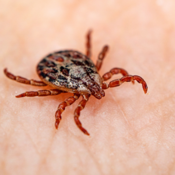 Comment se protéger des tiques et de la maladie de Lyme