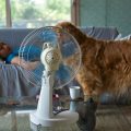 Comment protéger les animaux de la canicule : recommandations et observations