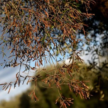 La crise des oliviers des Pouilles
