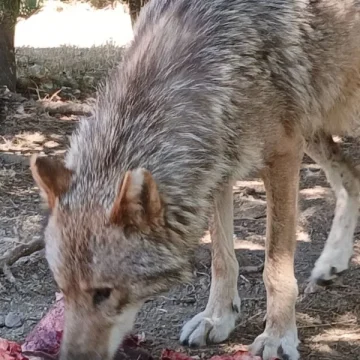 La Nature Sauvage de la Margeride en Lozère