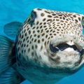 La menace des morsures du poisson-globe en Méditerranée