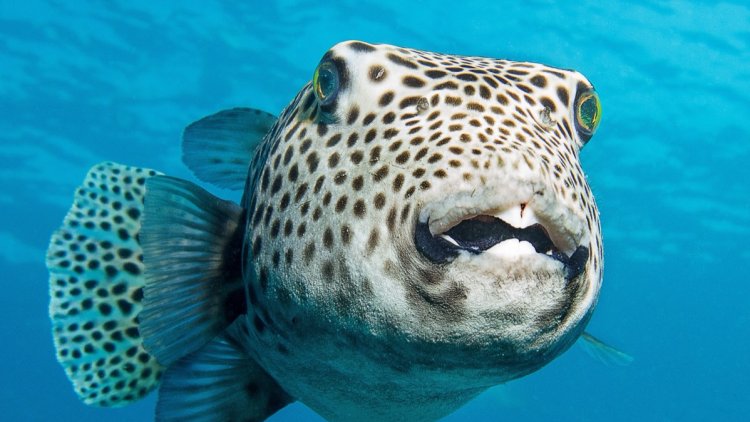 8964572f-ac24-44eb-9651-6455e1714bbf La menace des morsures du poisson-globe en Méditerranée