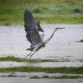 Rapport sur l’évolution de l’avifaune en France