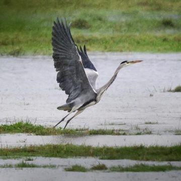 Rapport sur l’évolution de l’avifaune en France
