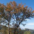 Accès Restreint aux Massifs Forestiers du Var