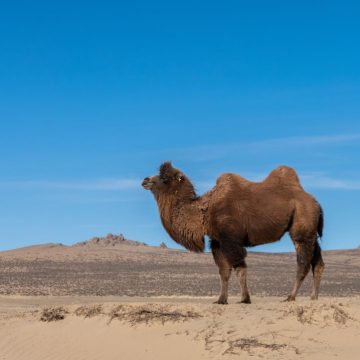 Survivre sans eau : stratégies animales