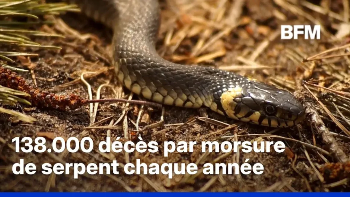 Étude de l’OMS sur les Serpents Venimeux