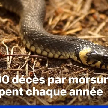 Étude de l’OMS sur les Serpents Venimeux