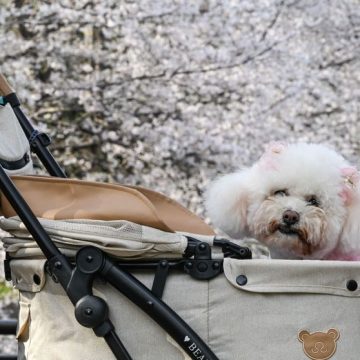 L’évolution de la relation avec les animaux de compagnie au Japon