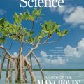 Les mangroves : un écosystème en renouveau
