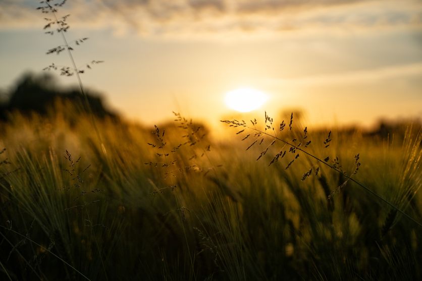 Beautiful rural grain field at sunset Critique de La Trace et l’Infini par Nathalie Nabert