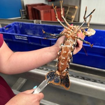 Experiments to Preserve Lobster Stocks