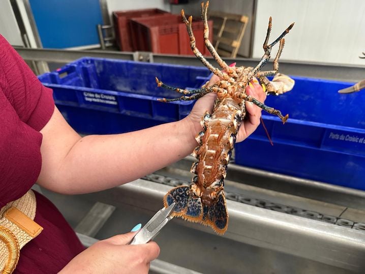 cb70a35b-5f42-4538-9ec8-f137749763ba Experiments to Preserve Lobster Stocks