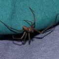 Un homme échappe à l’amputation après la morsure d’une araignée venimeuse à Malaga