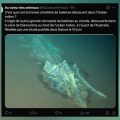 Un cimetière de baleines millénaire découvert
