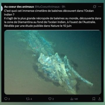 d6be4625-1117-4dae-9d18-f692387553b8 Un cimetière de baleines millénaire découvert