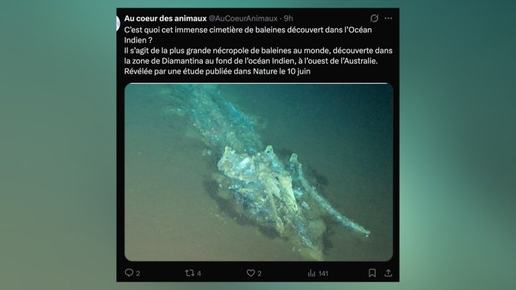 d6be4625-1117-4dae-9d18-f692387553b8 Un cimetière de baleines millénaire découvert