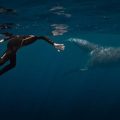 Une expérience musicale insolite entre un musicien et les baleines