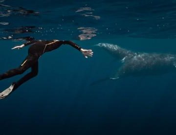 d6c9bb89-6c54-4c5e-9c62-815069daff2b Une expérience musicale insolite entre un musicien et les baleines