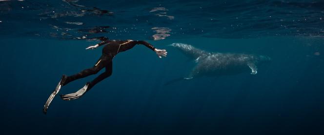 d6c9bb89-6c54-4c5e-9c62-815069daff2b Une expérience musicale insolite entre un musicien et les baleines