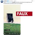 Un Gorille Devient Viral Suite à Une Histoire Inventée