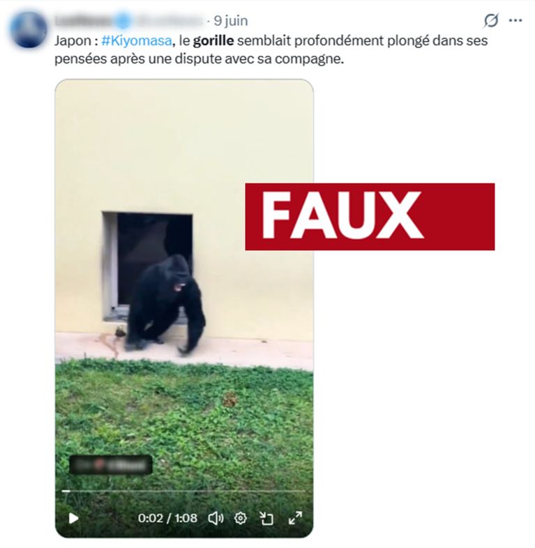 d82162b0-754d-49f2-acf3-5a8b54b9a6ff Un Gorille Devient Viral Suite à Une Histoire Inventée