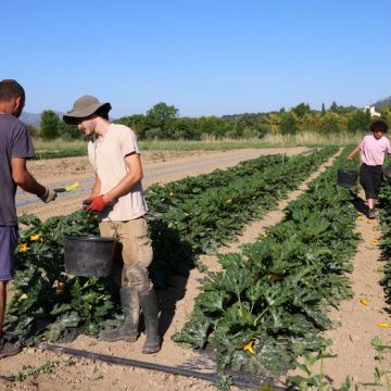 La baisse du nombre de producteurs bio en France malgré une consommation croissante