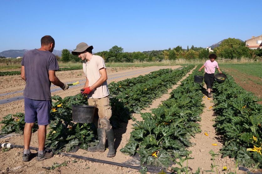 agriculture et maraîchage La baisse du nombre de producteurs bio en France malgré une consommation croissante