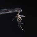 La Guyane confrontée à une épidémie de chikungunya