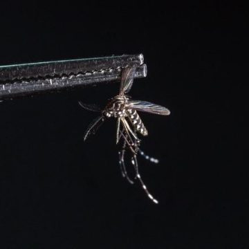 e508a404-f2cc-4653-b2b6-463080fb3861 La Guyane confrontée à une épidémie de chikungunya