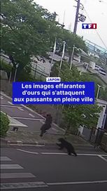 Les ours agressifs en ville au Japon