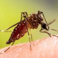 Un cas de chikungunya détecté dans le Tarn entraîne une vaste opération de démoustication