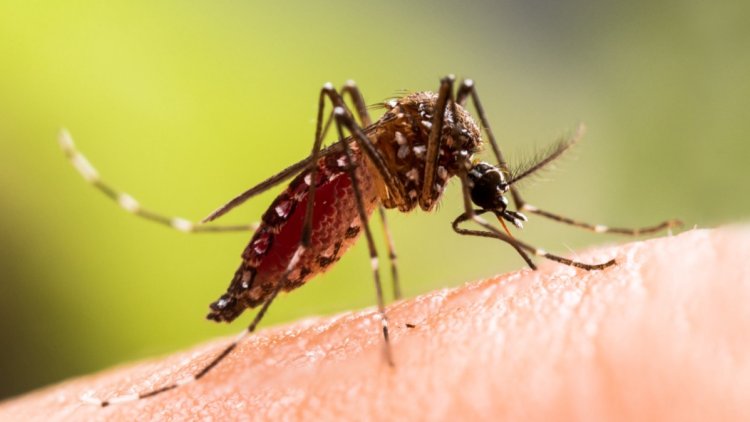 ecb98047-f2f1-4425-9855-ad68638f3336 Un cas de chikungunya détecté dans le Tarn entraîne une vaste opération de démoustication