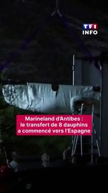 115e3af5-ffd6-4301-ad8f-82ba43f1abae Le transfert de dauphins du Marineland d’Antibes vers l’Espagne