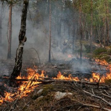 Incendies dans la forêt de Fontainebleau : Enquête et Arrestations