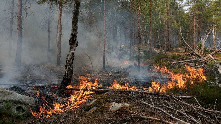 11872834-ad77-4764-b0a5-5add775f91e5 Incendies dans la forêt de Fontainebleau : Enquête et Arrestations