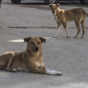 13be40c7-744b-497a-a60b-27021fc3a077 Un amendement controversé sur les chiens errants
