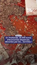 19ce0b58-d3de-4cda-b60a-6949045701f2 Des termites dévorent 26 000 euros d’économies en Thaïlande