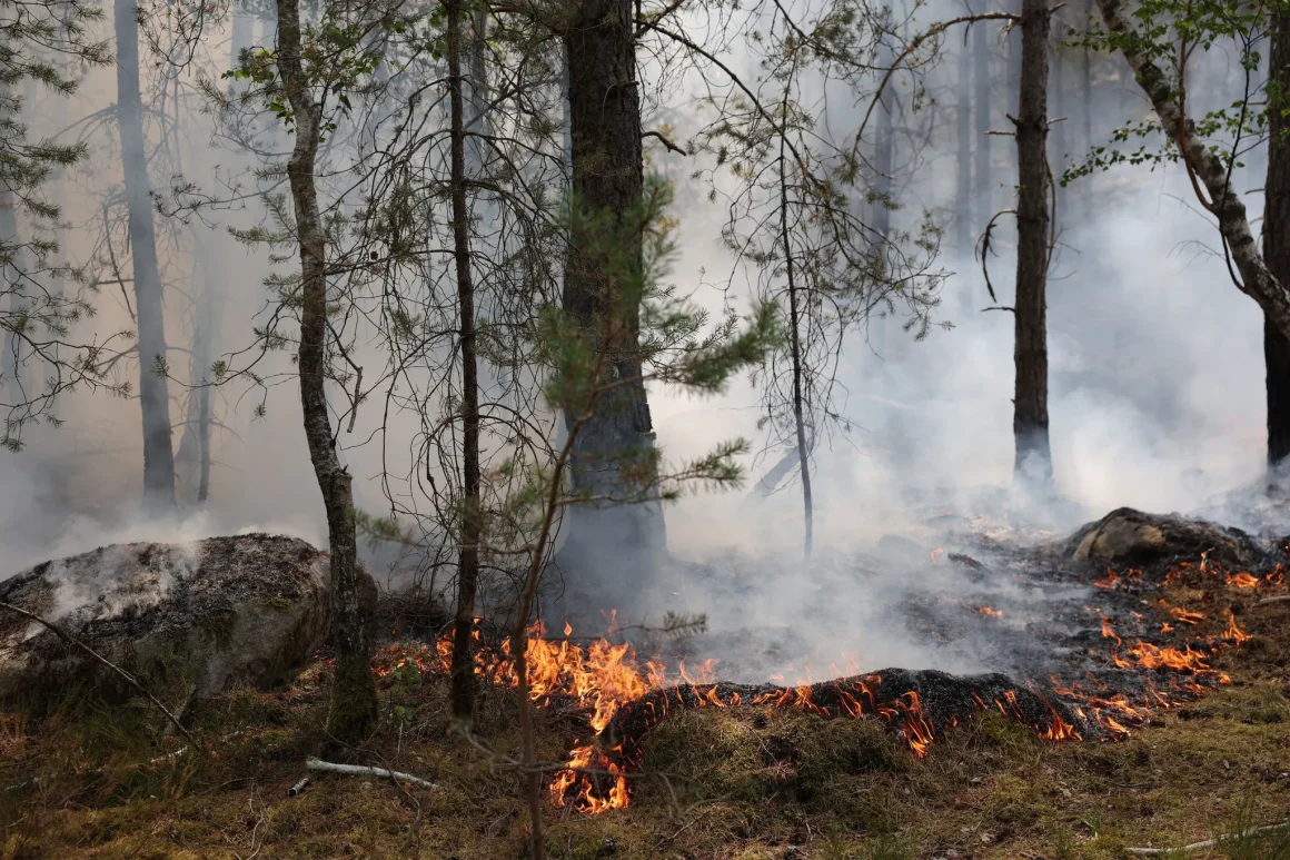 1b5cad9a-e99a-4860-b435-a481342bca11 Les Conséquences des Incendies sur la Forêt de Fontainebleau