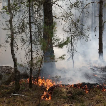 Les Conséquences des Incendies sur la Forêt de Fontainebleau