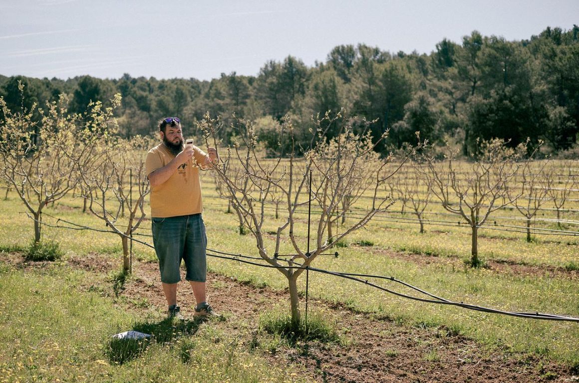 Le retour de la pistache en Provence face au changement climatique