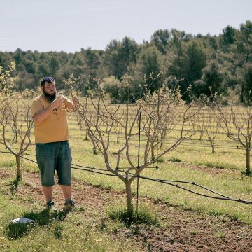 Le retour de la pistache en Provence face au changement climatique