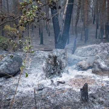 27d9e97a-fe22-4ba8-8e44-663f9560f3a3 Incendies en France durant la canicule de 2026