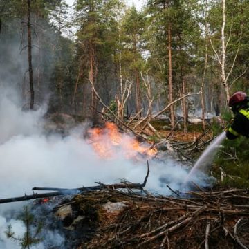 Incendies en forêt de Fontainebleau: Point sur la situation