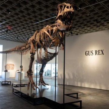 2dc7a396-4d2c-4fb0-8c5e-a3759249a3de Un T-Rex nommé Gus devient le dinosaure le plus cher jamais vendu