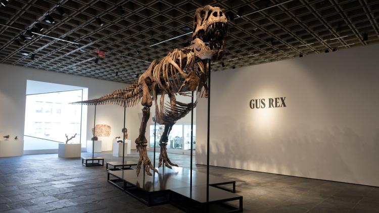 2dc7a396-4d2c-4fb0-8c5e-a3759249a3de Un T-Rex nommé Gus devient le dinosaure le plus cher jamais vendu
